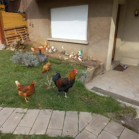 Jardin Fleuri Appartement Lingolsheim